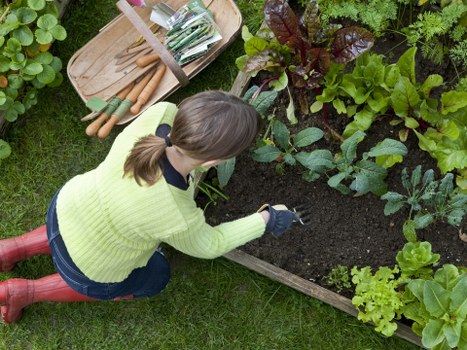 A woman wearing a lime green sweater, blue jeans, and red boots is kneeling on a grassy lawn while tending to a vegetable patch in a garden. She is using her gloved right hand to work on the dark, rich soil within a wooden raised bed that contains a variety of leafy greens and vegetable plants. Surrounding the raised bed are different garden plants and foliage, including broad-leafed herbs and other greenery, with a patch of well-maintained grass extending into the background. In the upper left part of the image, there is a wooden tray holding garden tools, possibly small trowels and fork, indicating ongoing gardening activity. The scene suggests a small, organized outdoor space suitable for personal or community gardening, with natural sunlight providing illumination, conveying a calm and productive gardening environment typical of outdoor maintenance services in Acton.